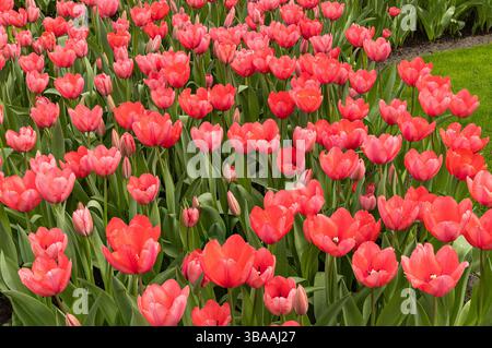 Tulip Display à Keukenhof, près d'Amsterdam, Hollande Banque D'Images