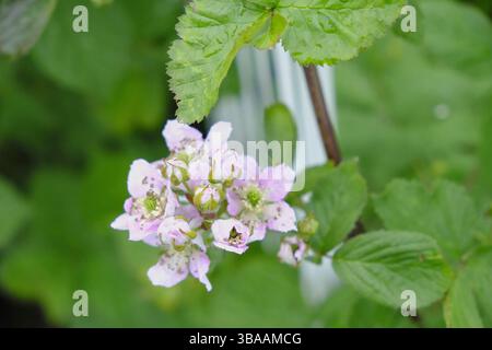 Mûrier en fleur printanière, avec des fleurs roses et blanches douces qui commencent à attirer les pollinisateurs au milieu du feuillage vert frais. Banque D'Images