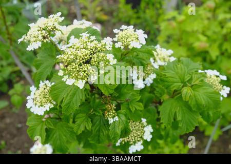 Jeune Viburnum opulus (Rose de Guelder) en floraison précoce, présentant ses grappes de fleurs blanches en dentelle caractéristiques et son feuillage vert luxuriant dans le jardin de printemps Banque D'Images