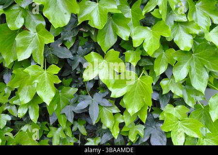 Feuilles de lierre vert brillant au printemps, avec un mélange de jeune croissance vibrante et de feuillage mature plus foncé, formant un fond naturel luxuriant. Banque D'Images