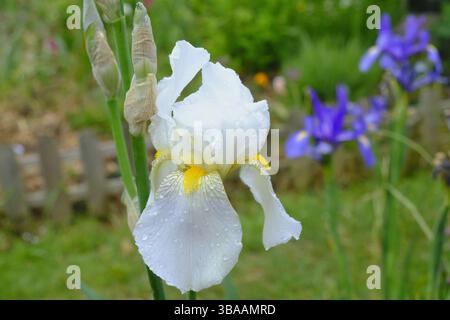 Gros plan d'un iris barbu blanc (Iris germanica) en fleur avec des gouttes de pluie sur ses pétales, poussant dans un jardin de style cottage. Banque D'Images