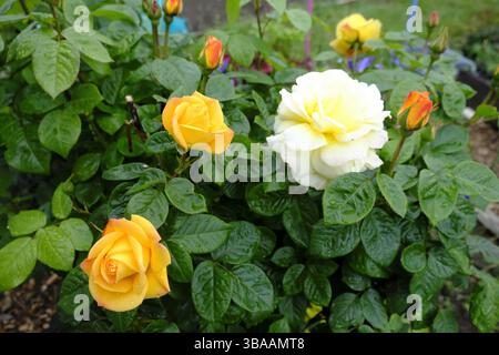 Roses jaunes et blanches en fleurs après la pluie dans le cadre du jardin Banque D'Images