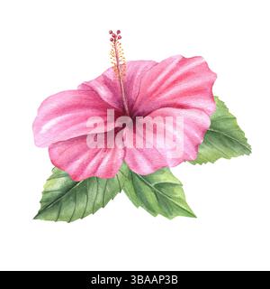 Fleur d'hibiscus rose avec feuilles vertes illustration aquarelle fond isolé. Plante florale tropicale pour les décorations d'été, carte de voeux Banque D'Images