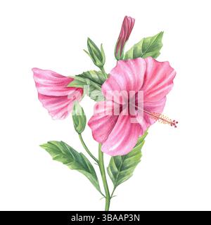 Branche de mauve rose rose avec des bourgeons verts, des fleurs et des feuilles illustration aquarelle arrière-plan isolé. Fleur d'hibiscus lumineuse pour invitation de mariage Banque D'Images