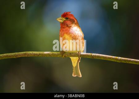 Un mannequin mauve mâle (Haemorhous purpureus) perché sur une branche d'arbre Banque D'Images