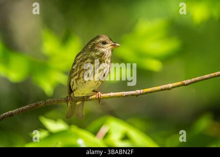 Une femelle pingouin violet (Haemorhous purpureus) perchée sur une branche d'arbre Banque D'Images