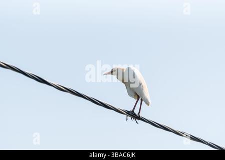 Une aigrette à bétail (Bubulcus ibis) perchée sur un fil près de Dalaman, Turkiye Banque D'Images