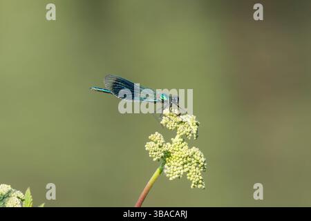 Un mâle demoiselle baguée (Calopteryx splendens), un type de damoiselle, sur un . Banque D'Images