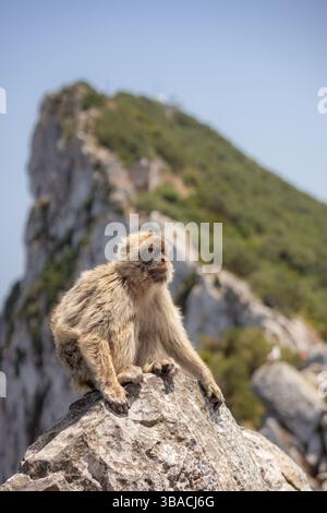 Macaque barbare dans la réserve naturelle de Gibraltar. Portrait vertical de singe à fourrure avec High Rock. Banque D'Images