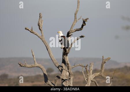 Aigle de poisson africain perché dans l'arbre de plomb Banque D'Images