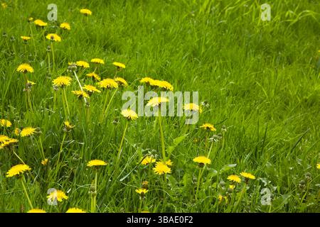 Gros plan de fleurs jaunes de taraxacum - pissenlit dans une pelouse d'herbe au printemps, Ottawa, Ontario, Canada Banque D'Images
