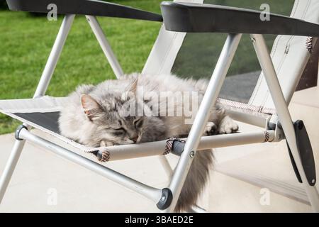 Chat gris moelleux sieste paisiblement sur une chaise pliante à l'extérieur Banque D'Images