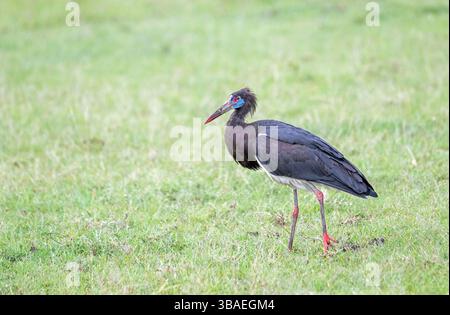 La cigogne d'Abdim (Ciconia abdimii) se nourrit de prairies ouvertes Banque D'Images