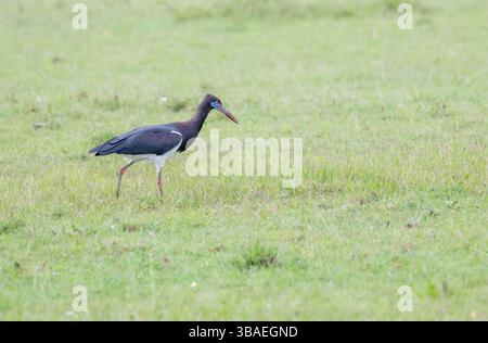 La cigogne d'Abdim (Ciconia abdimii) se nourrit de prairies ouvertes Banque D'Images