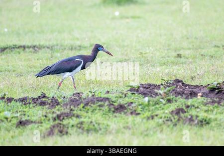 La cigogne d'Abdim (Ciconia abdimii) se nourrit de prairies ouvertes Banque D'Images