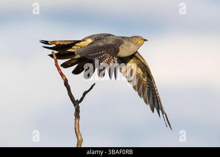 Un coucou commun mâle (Cuculus canorus) capturé au moment du décollage d'une perche mince. Banque D'Images