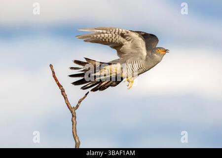 Un coucou commun mâle (Cuculus canorus) capturé au moment du décollage d'une perche mince. Banque D'Images