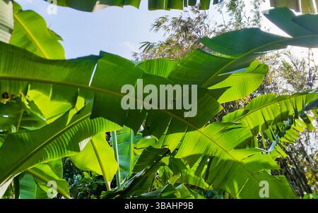 Feuilles de banane sur un arbre en Asie du Sud-est contre un ciel bleu. Banque D'Images