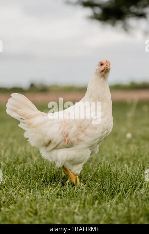pullet-poulet-oeuf-couche-arrière-jardin-troupeau-rouge-noir-blanc-poule-groupe-michigan-pâturage-herbe-seule Banque D'Images