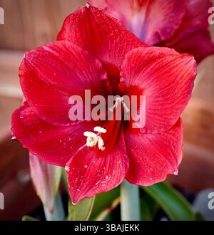 Gros plan de fleur d'amaryllis rouge Banque D'Images