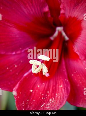 Gros plan de fleur d'amaryllis rouge Banque D'Images