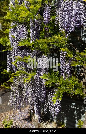 Wisteria en pleine floraison, poussant sur un bâtiment en tôle ondulée. Banque D'Images