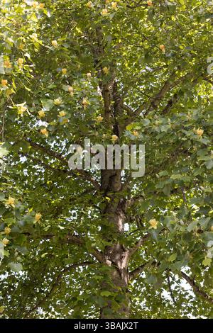 Liriodendron tulipifera au Oregon Garden à Silverton, OU, planté à partir de graines d'un tulipe à Mount Vernon, planté par George Washington. Banque D'Images