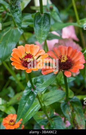 orange zinnia elegans dans le jardin, les favoris du jardin des fleurs lumineuses avec des couleurs vives et des fleurs durables, soft focus avec jardin flou Banque D'Images
