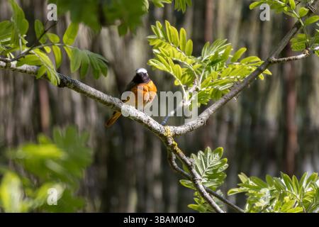 Phoenicurus phoenicurus se trouve sur la branche de l'arbre pendant la saison de reproduction dans l'habitat naturel. Banque D'Images