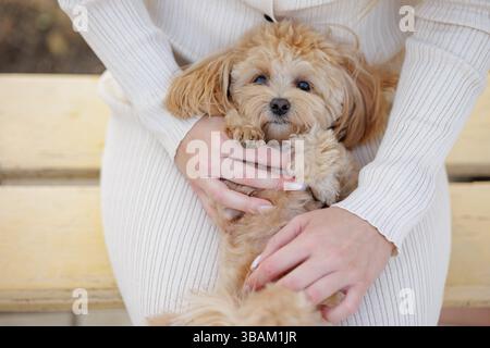 Chien mignon pelucheux câlin sur les genoux de la femme, moment de liaison confortable avec animal de compagnie dans la lumière du jour douce, ambiance chaude et détendue. Banque D'Images