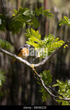Commun Redstart (Phoenicurus phoenicurus). Bel oiseau perché sur branche d'arbre dans la forêt. Banque D'Images