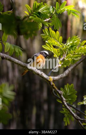 Commun Redstart (Phoenicurus phoenicurus). Bel oiseau perché sur branche d'arbre dans la forêt. Banque D'Images