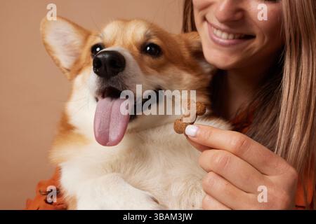 Gros plan d'un heureux chien Corgi attendant avec impatience une friandise en forme d'os tenue par une femme souriante, joyeux moment d'animal de compagnie. Banque D'Images