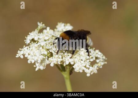Bourdon coucou, famille Apidae, sur les fleurs de l'aîné (Sambucus nigra). Bombus vestalis ou Bombus bohemicus. Jardin hollandais, printemps. Banque D'Images