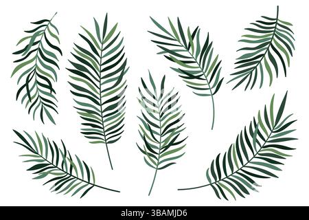 Ensemble de feuilles de palmier vert isolé sur fond blanc. Collection de feuilles tropicales de palmier ou de noix de coco Illustration de Vecteur