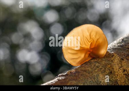 Champignon de l'oreille gelée ; Auricularia auricula-judae ; Royaume-Uni Banque D'Images