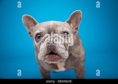 Vieux bouledogue français gris Brindle debout devant un fond bleu Banque D'Images