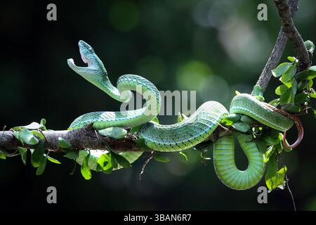 Gros plan d'une vipère à fosse verte mâle de Hagen (Trimeresurus hageni) sur une branche prête à frapper, Indonésie Banque D'Images