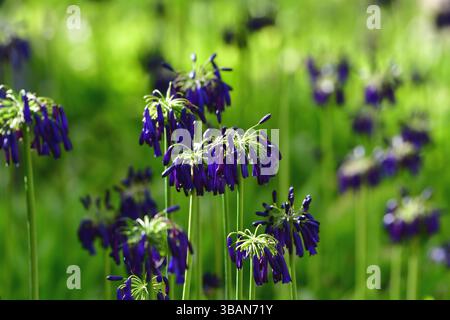 Lis africain fermé (Agapanthus inapertus) dans un jardin. Jardins botaniques de Kirstenbosch, Afrique du Sud Banque D'Images