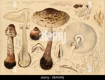 Champignon, champignons, champignon parasol commun, champignon parasol ou parasol géant, Macrolepiota procera, Lepiota procera, reproduction authentique d'une illustration de Hans Walty (1868-1948) datant d'environ 1915, historique Banque D'Images