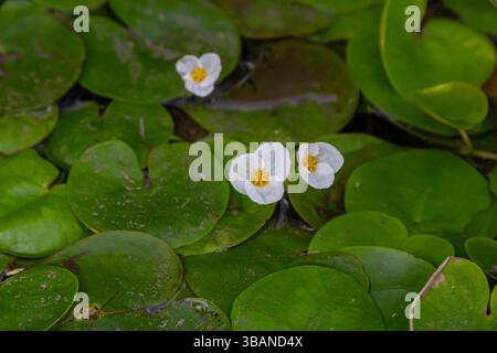 Hydrocharis morsus-ranae, fromagite, est une plante à fleurs appartenant au genre Hydrocharis de la famille des Hydrocharitaceae. C'est un petit plan flottant Banque D'Images