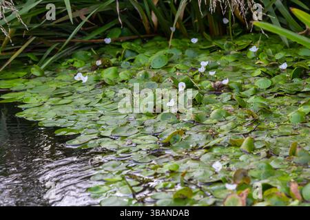 Hydrocharis morsus-ranae, fromagite, est une plante à fleurs appartenant au genre Hydrocharis de la famille des Hydrocharitaceae. C'est un petit plan flottant Banque D'Images