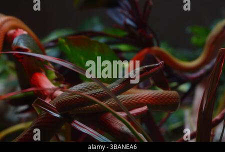 Photographie tropicale chaude d'un rhinocéros (Rhynchophis boulengeri). Beau et intéressant papier peint animal sauvage. Banque D'Images