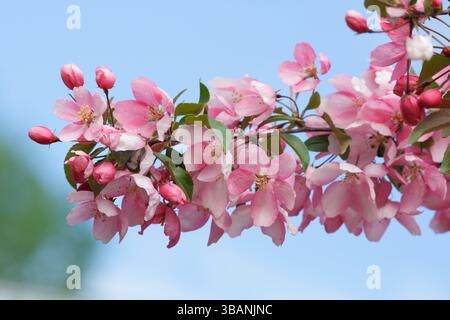 Branche de pommier avec des fleurs roses en pleine floraison sur fond bleu. Banque D'Images