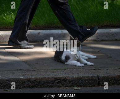 Downing Street, Londres, Royaume-Uni. 13 mai 2025. Les ministres quittent le 10 Downing Street après la réunion hebdomadaire du Cabinet. Larry le chat bouge pour personne. Crédit : Malcolm Park/Alamy Live News Banque D'Images