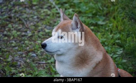Adorable Shiba Inu : une icône japonaise à la personnalité pleine d'entrain Banque D'Images