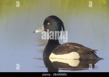 Canard touffeté (Aythya fuligula), drake nageant sur l'eau, faune, animaux, oiseaux, canard oiseau, canard plongeur, tourbière à boeuf, parc naturel Duemmer See, Hï¿½ Banque D'Images