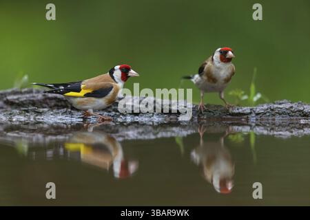 Goldfinch, Goldfinch, (Carduelis carduelis), biotope, habitat, recherche de nourriture, deux oiseaux, paire, eau, vers, Rhénanie-Palatinat, Allemagne, Europe Banque D'Images