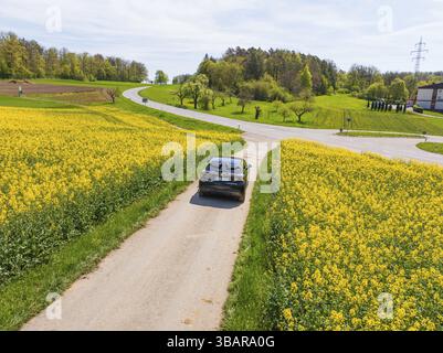 Voiture conduit le long de la route de campagne entre les champs jaunes florissants sous le ciel bleu, Deer E-Carsharing, Calw, Forêt Noire, Allemagne, Europe Banque D'Images
