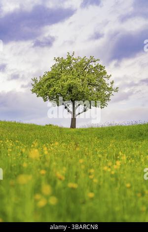 Un seul arbre se dresse majestueusement dans une prairie printanière fleurie sous un ciel nuageux, Gechingen, district de Calw, Allemagne, Europe Banque D'Images